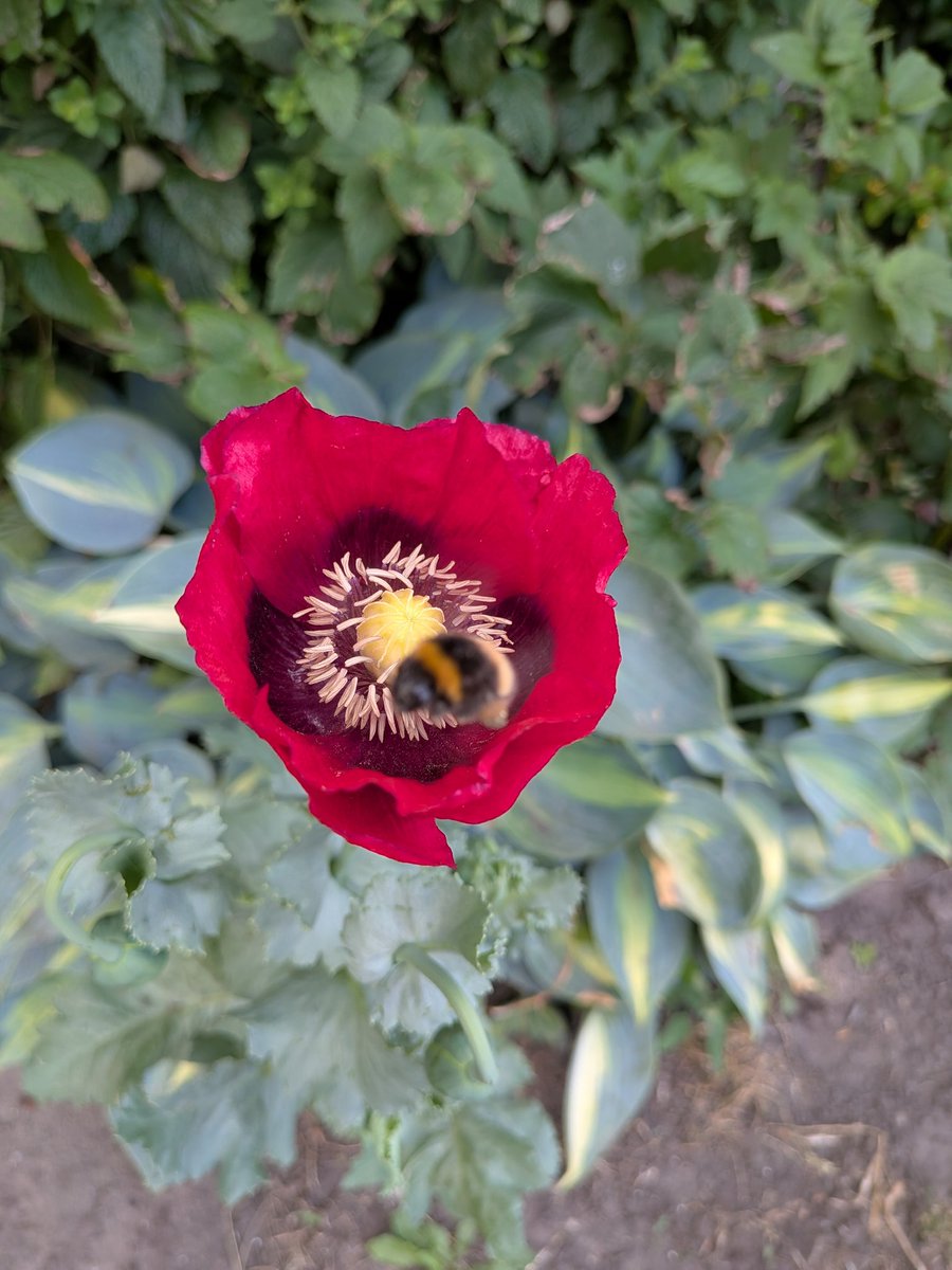 silviaindump's tweet photo. Life #bumblebee ๐ https://t.co/Al8hI51PlK