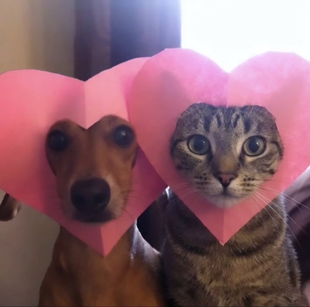Miaw tweet media