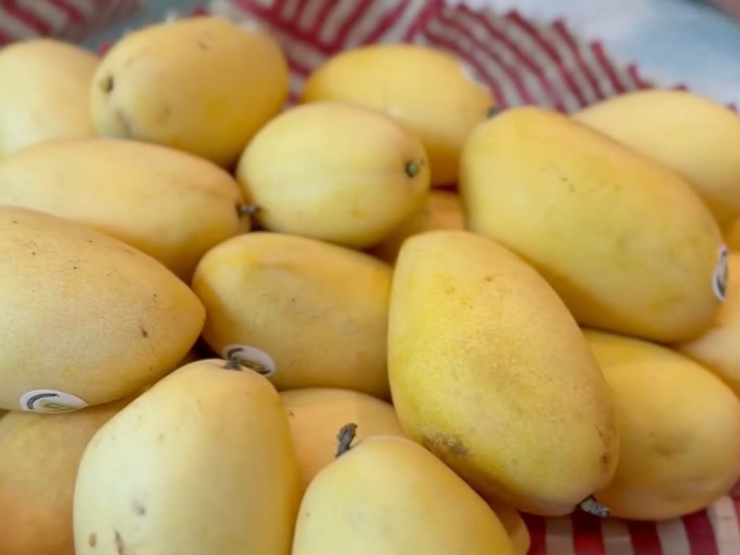 gmanews's tweet photo. FROM GUIMARAS ISLAND TO EUROPE! ✈️🥭

Nakarating na sa Europe ang first batch ng Guimaras mangoes bilang bahagi ng pilot export initiative ng Pilipinas.

Ang produkto ay ipinakilala sa Belgium at sa iba pang European markets kabilang ang Germany, France, The Netherlands, at Spain.

Layunin ng inisyatiba na palawakin ang presensiya ng Philippine mango exports sa European market.

Ang mga mangga mula sa Guimaras ang kauna-unahang Philippine product na may Geographical Indication (GI) registration.

COURTESY: PH Embassy in Spain, Germany, France, The Netherlands, Belgium/Facebook

READ: https://t.co/xfDzIgADb9