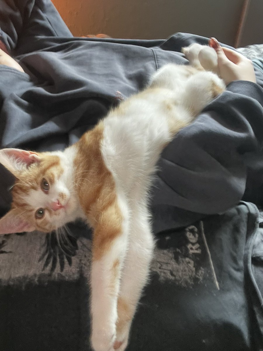 Soocratees_'s tweet photo. mimi dormait tout le temps avec nous. il était adorable et c’est dingue comme il était câlin. il nous lâchait jamais https://t.co/7NmH2lnKRo