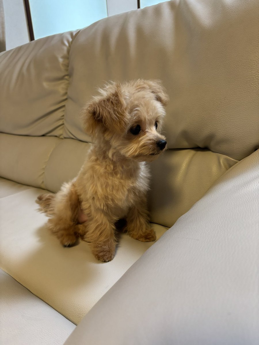 りんちゃん🐶 tweet media