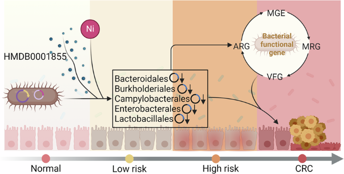 CommsBio's tweet photo. Decoding the human gut bacterial plasmids in colorectal cancer: Communications Biology, Published online: 15 May 2026; doi:10.1038/s42003-026-10278-wMulti-omics analysis shows that gut plasmids alter bacterial functions. Twelve plasmids and six bacteria… https://t.co/tfSWcfyTOF https://t.co/Ur83aDsBew