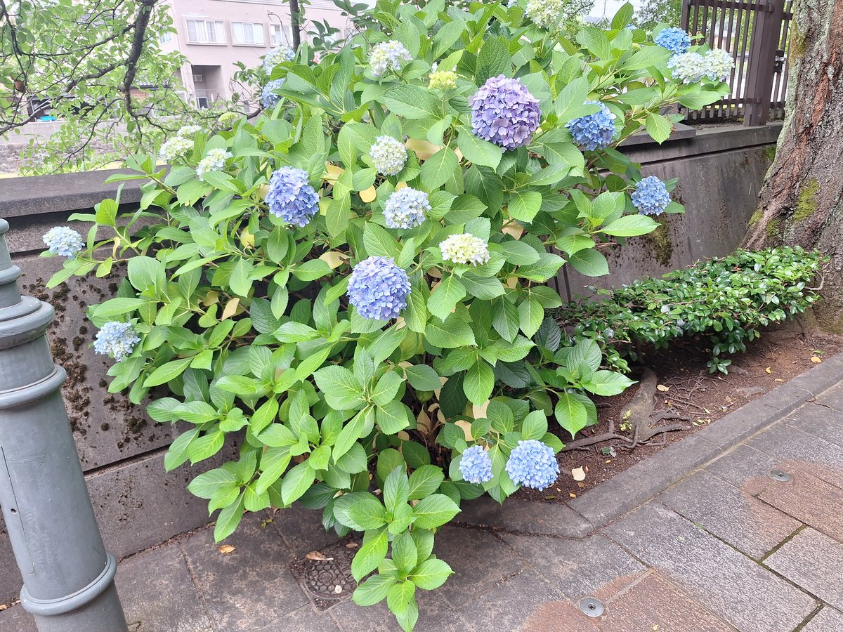 hammerosaka's tweet photo. 兼六園、21世紀美術館、ひがし茶屋街を巡ってきました👣
またのー🙂 https://t.co/aTjMs0DxSM