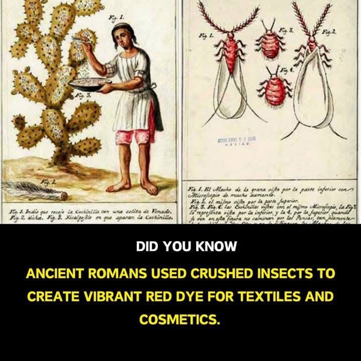 Ancient Rome Insects ANCIENT ROMANS USED CRUSHED INSECTS TO CREATE VIBRANT RED DYE FOR ...