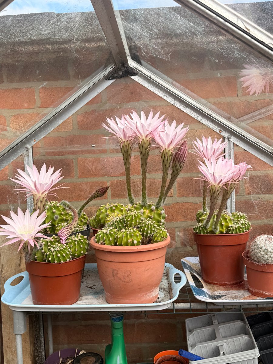 Allongstaff's tweet photo. Cactus flowers it’s a shame they only last a day https://t.co/7EXfDq6Ird