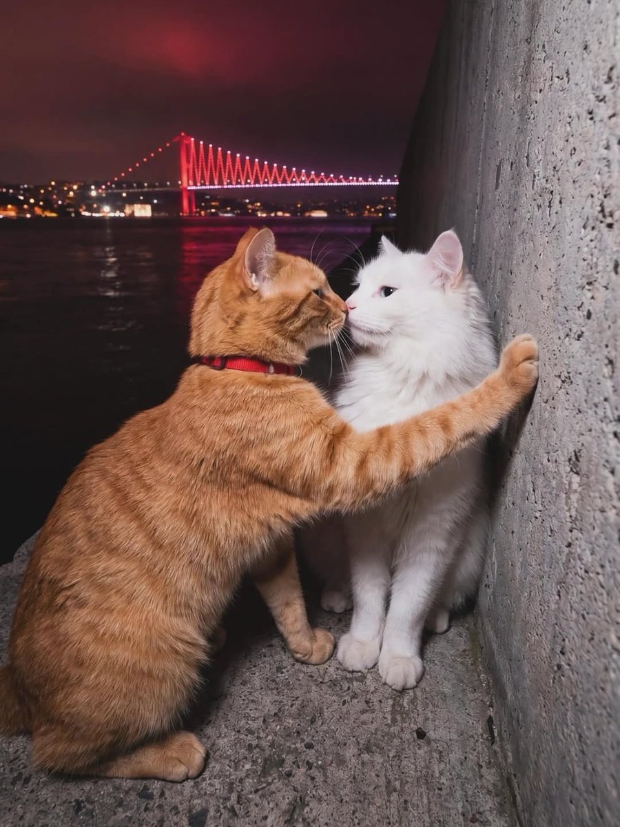 癒される動物 tweet media