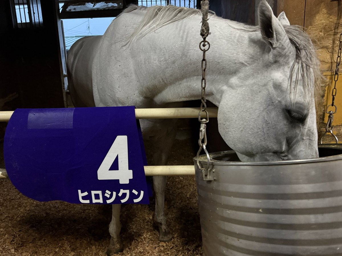 YOLO_Qmuin's tweet photo. 本日の担当馬成績！

11R みちのく大賞典  ヒロシクン 3着🥉

3年連続出走となったヒロシクンは3着
ヒロシクンらしく勝負にいった逃げ
距離と時計も相まって最後はバテました

それでもレコードを演出
ヒロシクンも従来のレコードは更新
2走続けてのレコード駆けなのでした

君がいると競馬が面白い https://t.co/LGbBwJmQVS