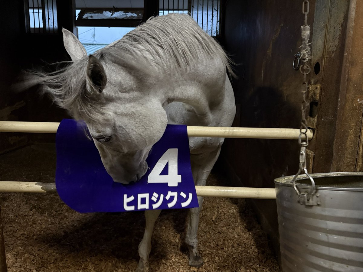YOLO_Qmuin's tweet photo. 本日の担当馬成績！

11R みちのく大賞典  ヒロシクン 3着🥉

3年連続出走となったヒロシクンは3着
ヒロシクンらしく勝負にいった逃げ
距離と時計も相まって最後はバテました

それでもレコードを演出
ヒロシクンも従来のレコードは更新
2走続けてのレコード駆けなのでした

君がいると競馬が面白い https://t.co/LGbBwJmQVS