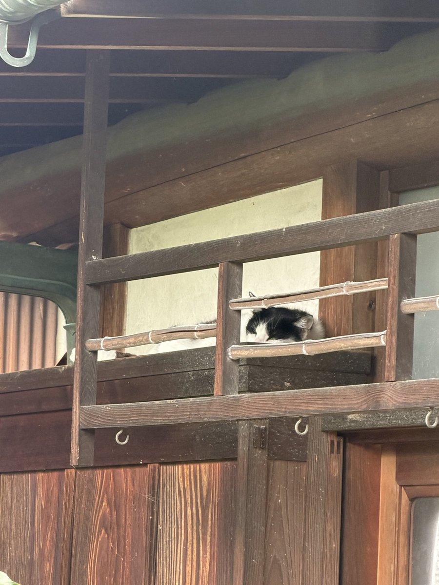 masataka8168's tweet photo. 昨日は大雨でしたが、風は強めですが今日は快晴です♪
ノラちゃんですが、我が家の様にくつろいでくれてます。
(⌒▽⌒)
#奈良市
#やなぎだ昌孝 https://t.co/H3PGnqCZp1