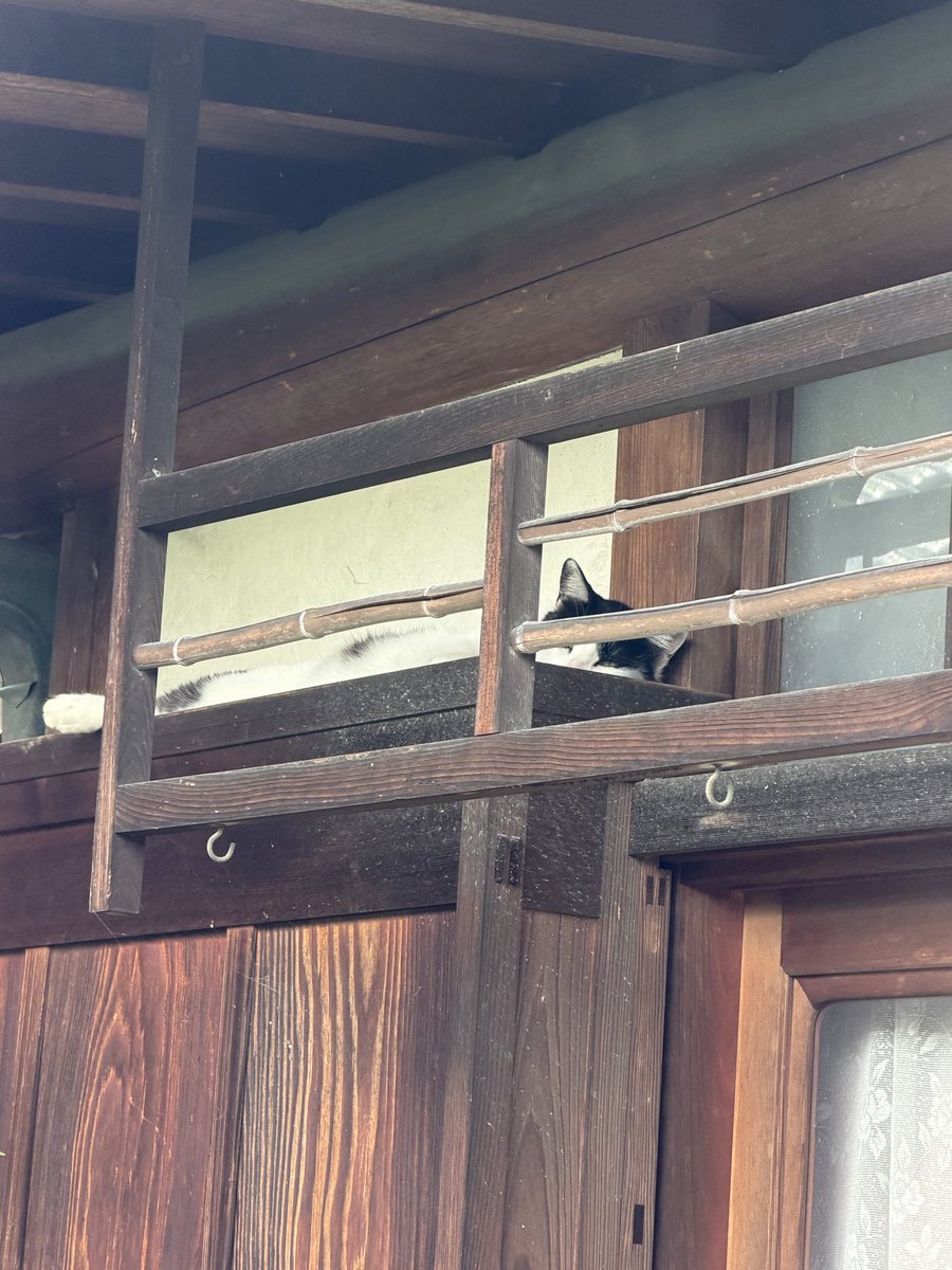 masataka8168's tweet photo. 昨日は大雨でしたが、風は強めですが今日は快晴です♪
ノラちゃんですが、我が家の様にくつろいでくれてます。
(⌒▽⌒)
#奈良市
#やなぎだ昌孝 https://t.co/H3PGnqCZp1