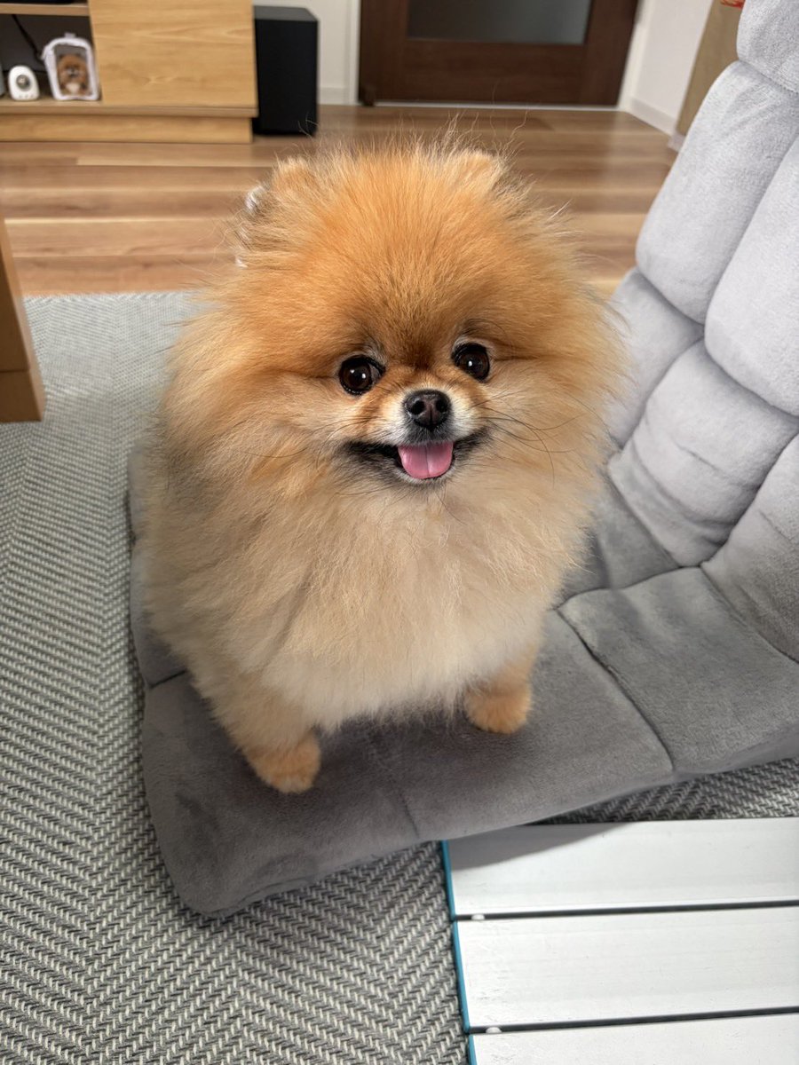 まるちゃん❁⃘様 スマイルまるちゃん #pomeranian #ポメラニアン