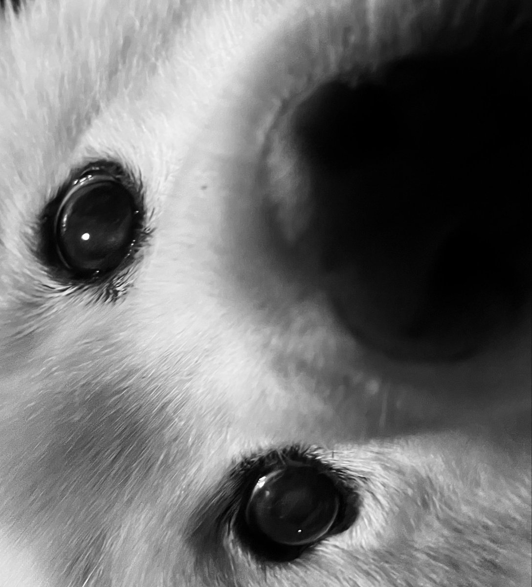 stormkamui's tweet photo. 自宅に帰宅。

そして１週間前に生死の境を彷徨っていた番犬様の現在の姿がこちらです。
まだ全快ではなく不安要素は残っておりますが、笑顔も見せるようになり、奇跡の回復としか言いようがありません。 https://t.co/T6gDYZFiTj