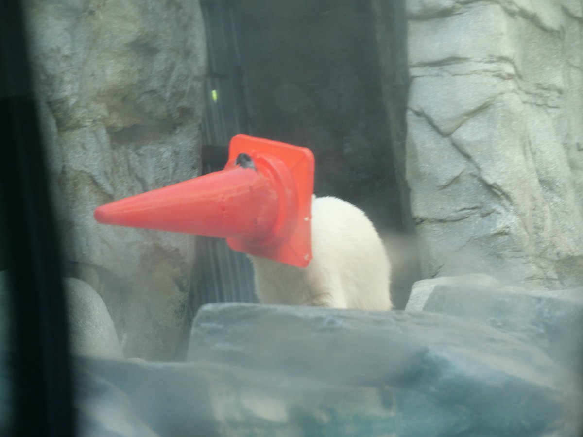 Another69325472's tweet photo. 可愛かったぁ😊

次のポストは豪太にします🐻‍❄️

#男鹿水族館GAO #ホッキョクグマ #モモ #モモ太 https://t.co/5YGOL6Epiy