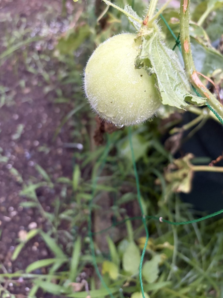 TKbonq's tweet photo. ころたんを鉢植えで育ててますが、大きくなってきてます
でも、土が乾きやすいので、油断は禁物
#家庭菜園 https://t.co/PrpgKTQkCE