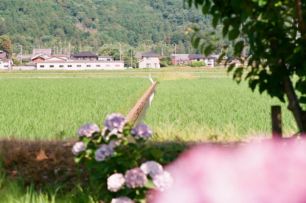 kazu1200_SR's tweet photo. 宮荘川の紫陽花
Canon EF28-105mm F3.5-4.5 II USM
FUJICOLOR 100
#キヤノン党でほめあいたい
#Canon
#CanonEOS
#EOS5
#フォトスタジオヨシオカ
#FUJIFILM
#FUJICOLOR100 https://t.co/Fe3pX0qRF5