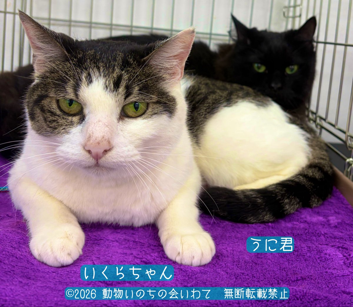inochiiwate1's tweet photo. 本日の皆様のご参加誠にありがとうございました😊
お陰様で1匹の猫が新しい里親さんに出会うことができました✨

来週土日はいわて生協コープ花巻あうる様にて保護猫譲渡会を行います

詳しくはツリーをご覧下さい

皆様のお越しを心よりお待ちしております🐈🐈‍⬛✨

#保護猫 #譲渡会 #岩手 #花巻 https://t.co/WQFJQ5tnM2