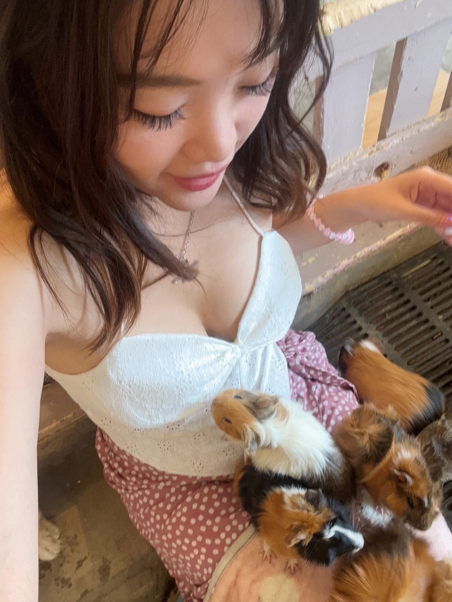 2 pic. 曼谷必去 超多天竺鼠兔仔圍住🐰🐹 Rabbito Cafe 職員比例超高 兔仔打交 2個職員分開 抱著他們近1分鐘 才放手 可能在有愛環境成長 跟他們玩我很開心 星期四 我會係Onlyfans 出完整片 (當然不止他們) 😘🐹 其實我就是一個普通女仔 普通到跟你一起工作 在地鐵站見到的普通女仔一樣 https://t.co/9QZU4q7xvU