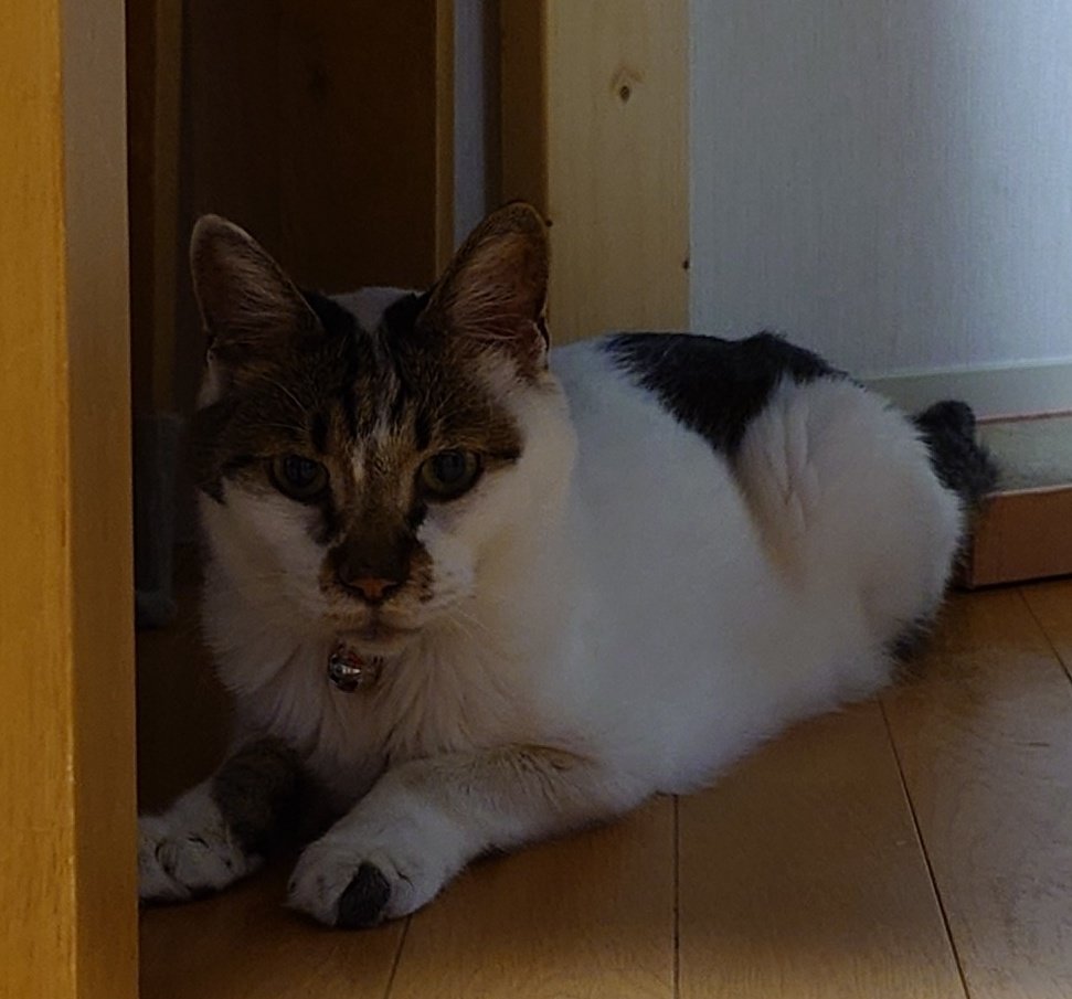 w_katze's tweet photo. スッキリした二人と変わらない一人🐈️🐈️‍⬛️🐈️
#メインクーン 
#白キジMIX 
#猫のいるしあわせ 
#猫好きさんと繋がりたい https://t.co/SsN5kmwnzG