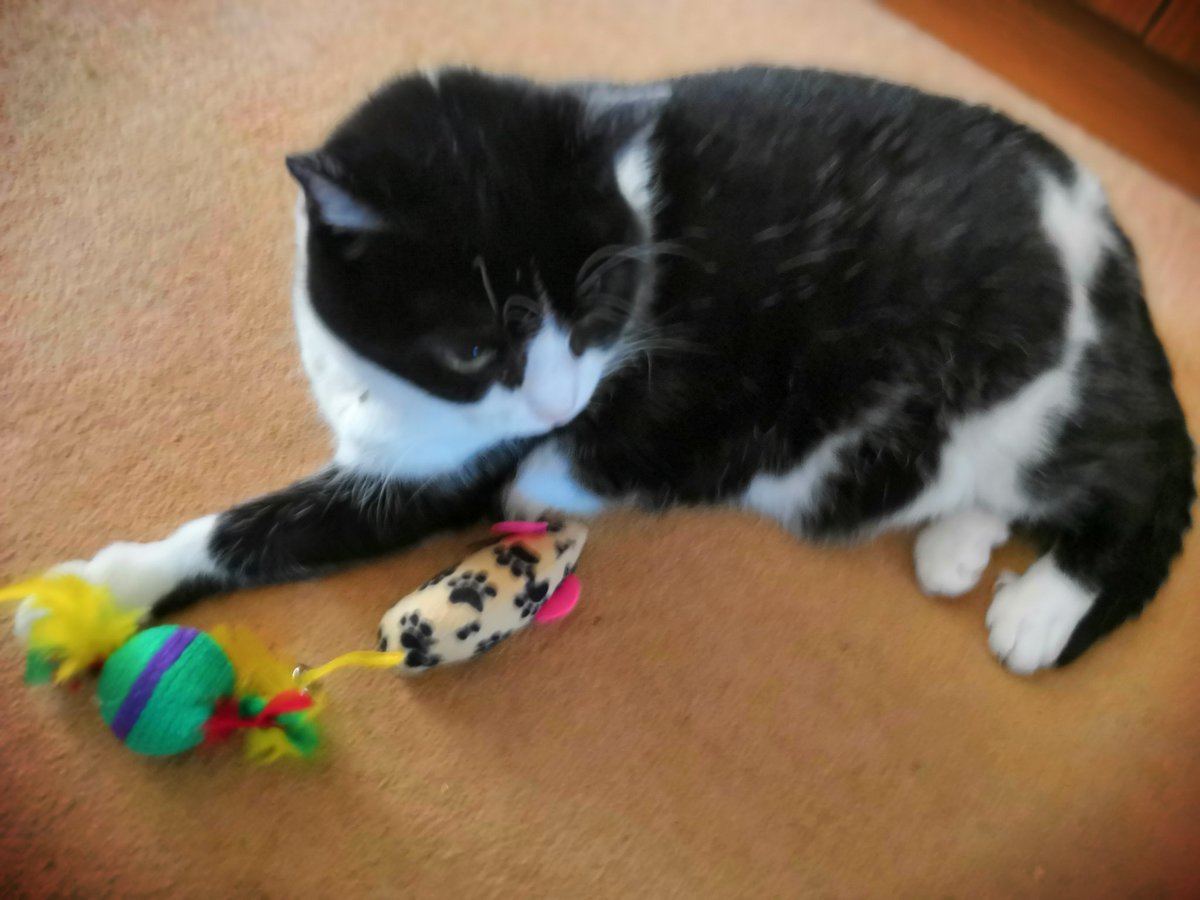 mantle_carol's tweet photo. It's #SundayFunday and #NationalSelfieDay Here's a few photo's from
 #AngelDannyBoy 🐾🐾🐕🤗❤️🌈 #AngelSamiCat 🐾🐾🐈‍⬛🤗❤️🌈
Enjoy your day effurryone stay hydrated it's hotting  here on the Welsh 🏴󠁧󠁢󠁷󠁬󠁳󠁿 England 🇬🇧 Border
#DogsofTwittter #DogsOnTwitter #CatsOnTwitter #CatsOfTwitter https://t.co/ueu7BZ8rDw