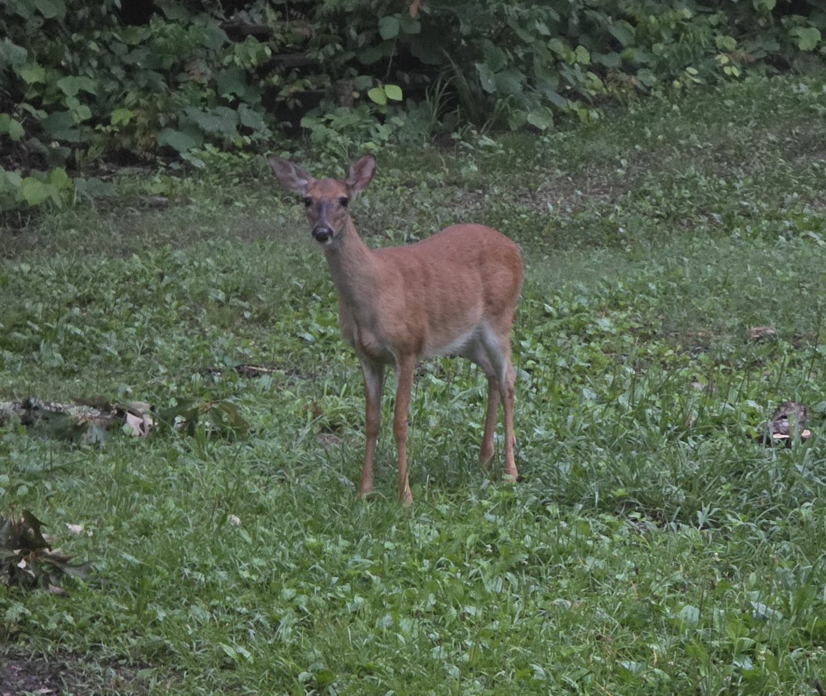 GrooverBrad's tweet photo. Kangaroos and deer have gotta share a common ancestor because they look like cousins.  #Deer https://t.co/yx7CyqatVH