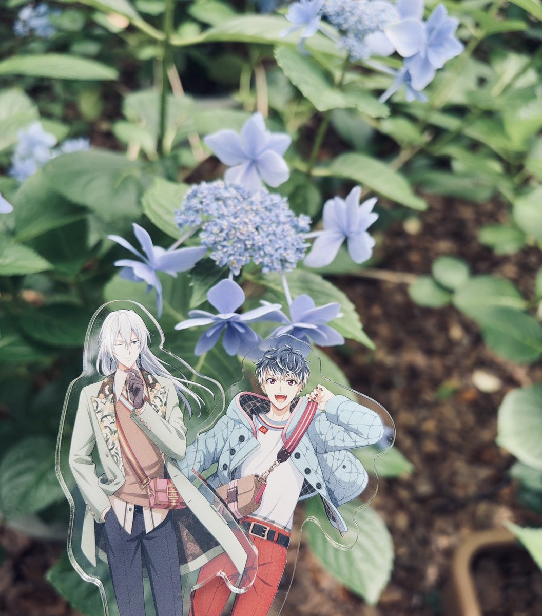 eni_i7's tweet photo. あじさい、とってもキレイだった🥳
モモくん色とか、りばれ色もあって素敵🌸 https://t.co/s6zGvQg7VH