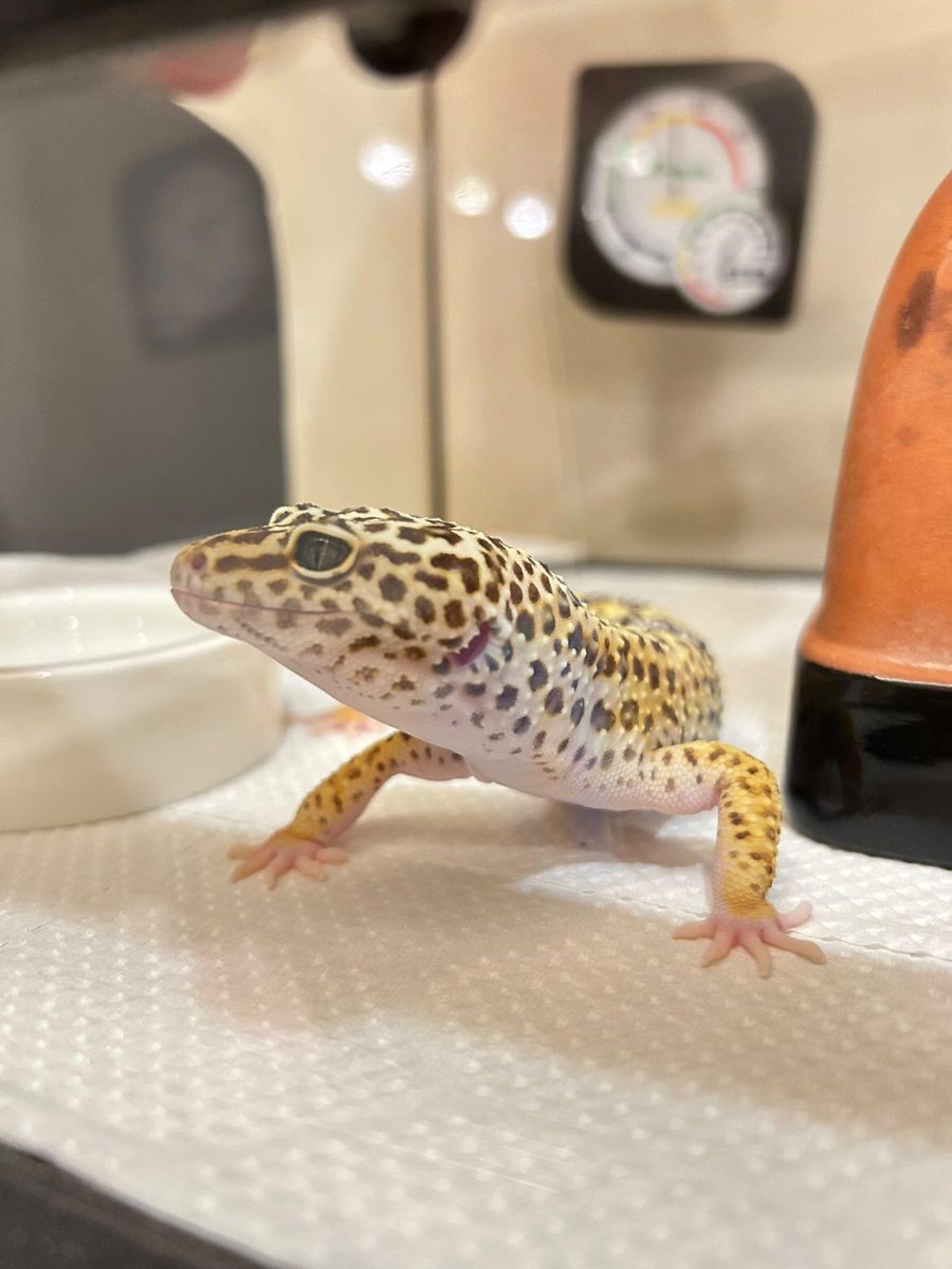 guppyen's tweet photo. 自慢の爬虫類グランプリ！
⁡「ヒョウモントカゲモドキ"ハイイエロー"」

応募していただきました！レオパの中でも、なんだか目が大きくみえて可愛い子ですねぇ！2枚目の舌をペロッと出しているのがとってもキュート！お顔の模様が細かくて、まさに「豹紋」と言った感じでカッコイイですね！ https://t.co/XEO219MWmF