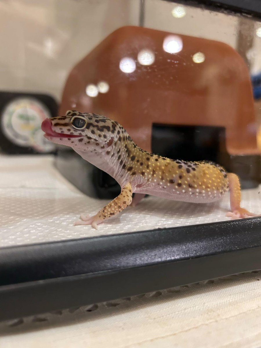 guppyen's tweet photo. 自慢の爬虫類グランプリ！
⁡「ヒョウモントカゲモドキ"ハイイエロー"」

応募していただきました！レオパの中でも、なんだか目が大きくみえて可愛い子ですねぇ！2枚目の舌をペロッと出しているのがとってもキュート！お顔の模様が細かくて、まさに「豹紋」と言った感じでカッコイイですね！ https://t.co/XEO219MWmF