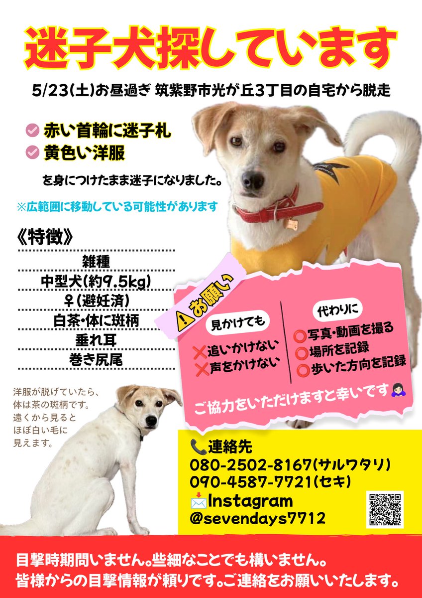 maigoinu_mikoto's tweet photo. #迷子犬 探しています。
#福岡県 #筑紫野市 #筑前町 #迷い犬

迷子になって1ヶ月経ちます。
目撃情報もなく、まだ見つけられていません。
些細な事でも構いませんので、みことらしき子を見かけましたら、ご連絡をいただけますと幸いです。
よろしくお願いいたします🙇🏻‍♀️ https://t.co/ztDsPxnFhU