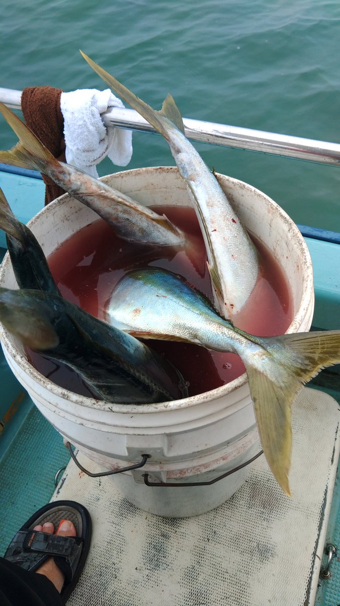 umiyakk's tweet photo. 今シーズン一番の爆釣、鳥山が良い感じ青物が中心でしたがジグの100gに真鯛がヒットしたのはびっくり😱
今回、みそ漢さんの今流行りの？限定レバニラを、旨いレバーの厚切りでボリ��ーム満点！野菜もたっぷり身体に良いラーメンです⁉️ https://t.co/GrRqsClIrt