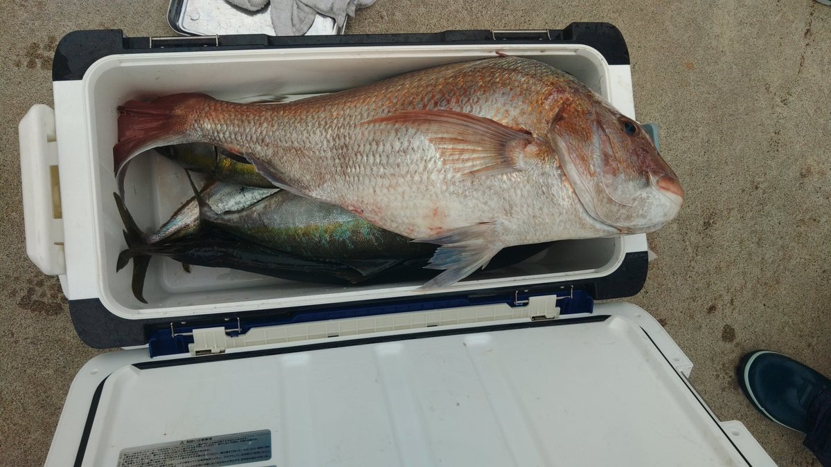 umiyakk's tweet photo. 今シーズン一番の爆釣、鳥山が良い感じ青物が中心でしたがジグの100gに真鯛がヒットしたのはびっくり😱
今回、みそ漢さんの今流行りの？限定レバニラを、旨いレバーの厚切りでボリ��ーム満点！野菜もたっぷり身体に良いラーメンです⁉️ https://t.co/GrRqsClIrt