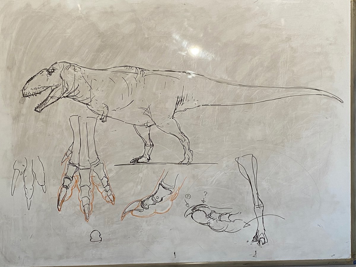 theropod66's tweet photo. なんで集まらないの？カルカロだよ？
#恐竜復元教室 https://t.co/ySdxvgZFt0