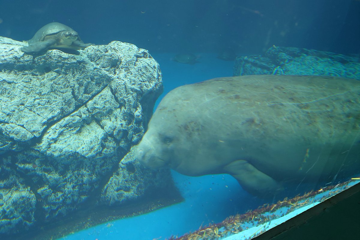 delaware726's tweet photo. 楽しかった！！可愛かった！！
鳥羽水族館！！ https://t.co/mRtATLWf4v