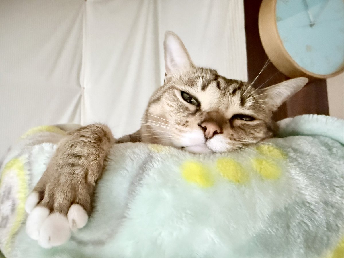 レオ様*:☽*.゜ かわちーかわちー言って撮りすぎにゃ😾🙀