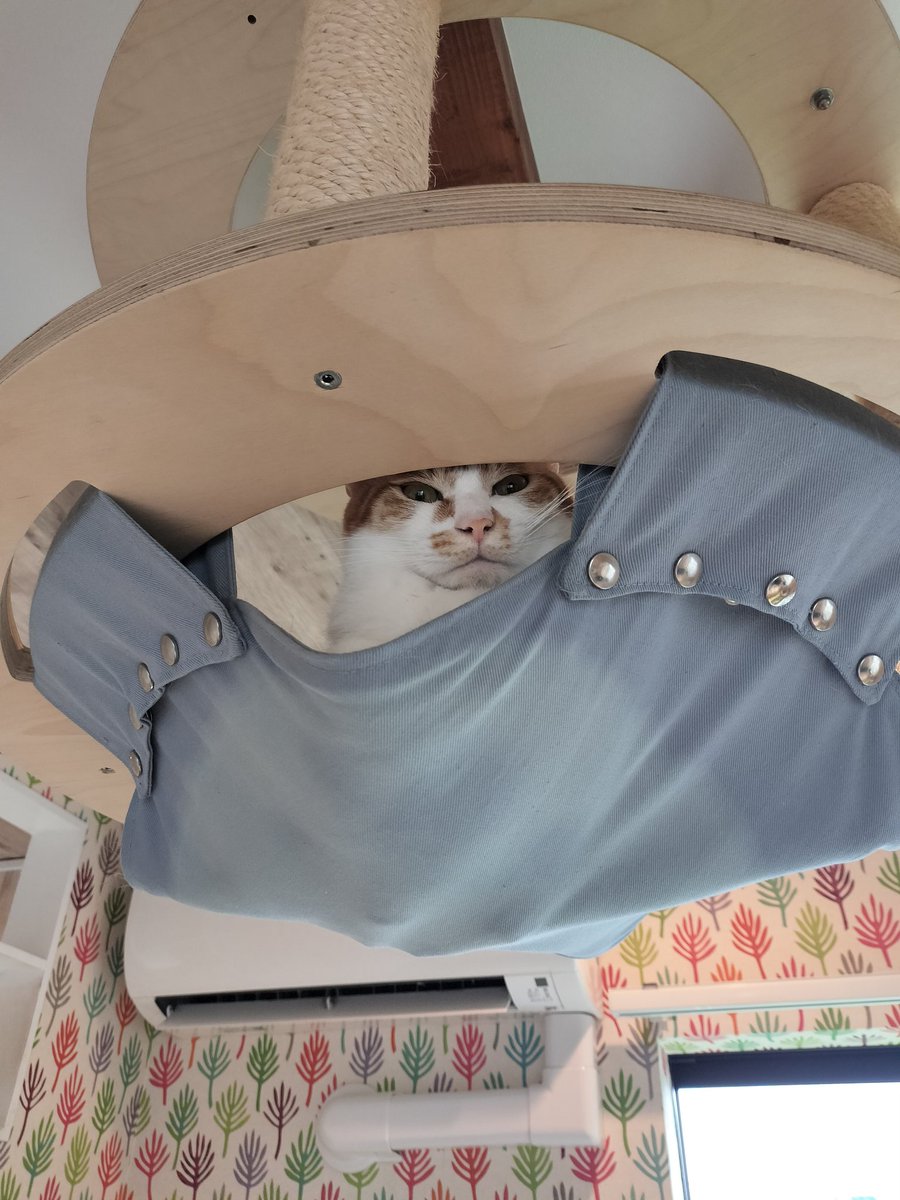 nyanpass08's tweet photo. ねこちゃん、上にいる♪可愛すぎゆ♪ https://t.co/qkiAOugOtY