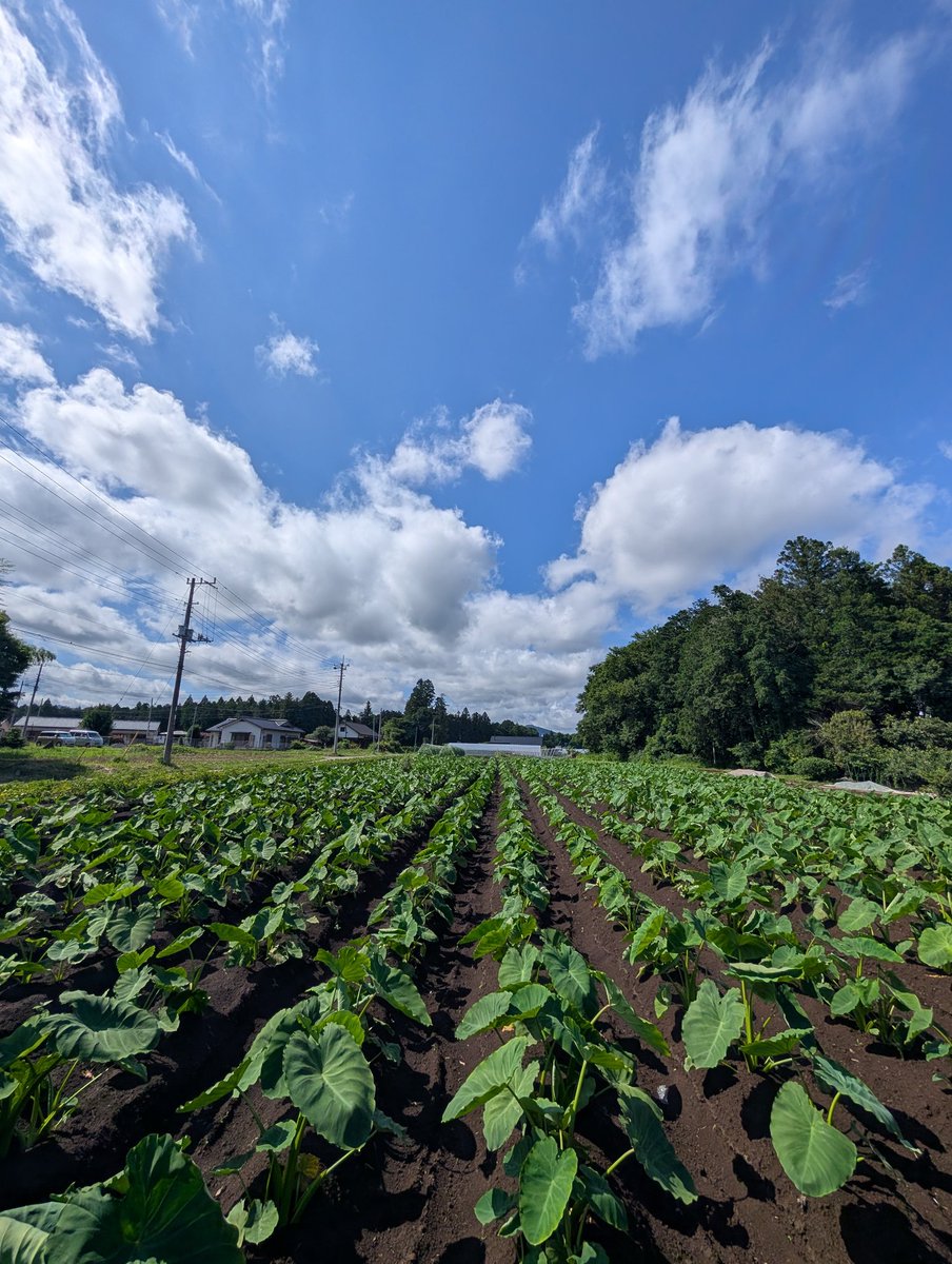 dongabasu's tweet photo. 雨上がり、さといも
そして夏至の太陽
明日から日が短くなるぞ
いい空で折り返し
感謝

ダット☆ https://t.co/MnkteIRWEg