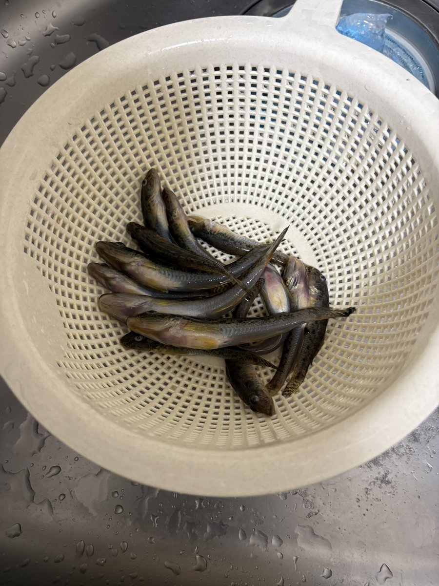 kg_serpent's tweet photo. 昨日行けなかったハゼ釣り、今日1人で行ってきた(´∀｀=)

大きいのは12cm。
これからどんどん大きくなるから楽しみ。

1匹すごい走ったやつがいたけどバレちゃったんだよなぁ。。。
あれはデカかったはず😯 https://t.co/bl9nkvNE2b