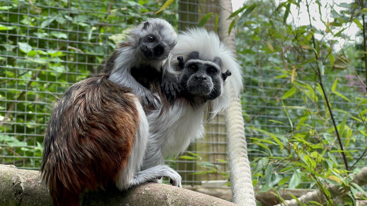 Longleat tweet picture