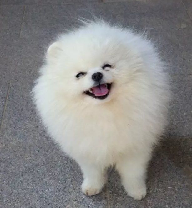 _homosapiense's tweet photo. 털말리는강쥐같다 https://t.co/3rDAwZKIAI
