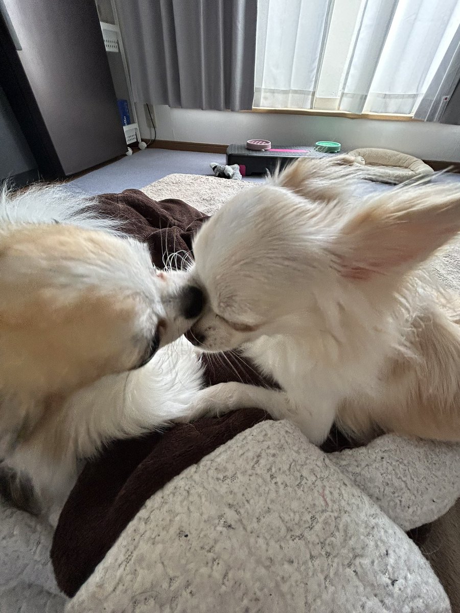 H_877_'s tweet photo. 性格は全然違うけど仲良し🐶🐶🍌 https://t.co/ht9PLcMPKV