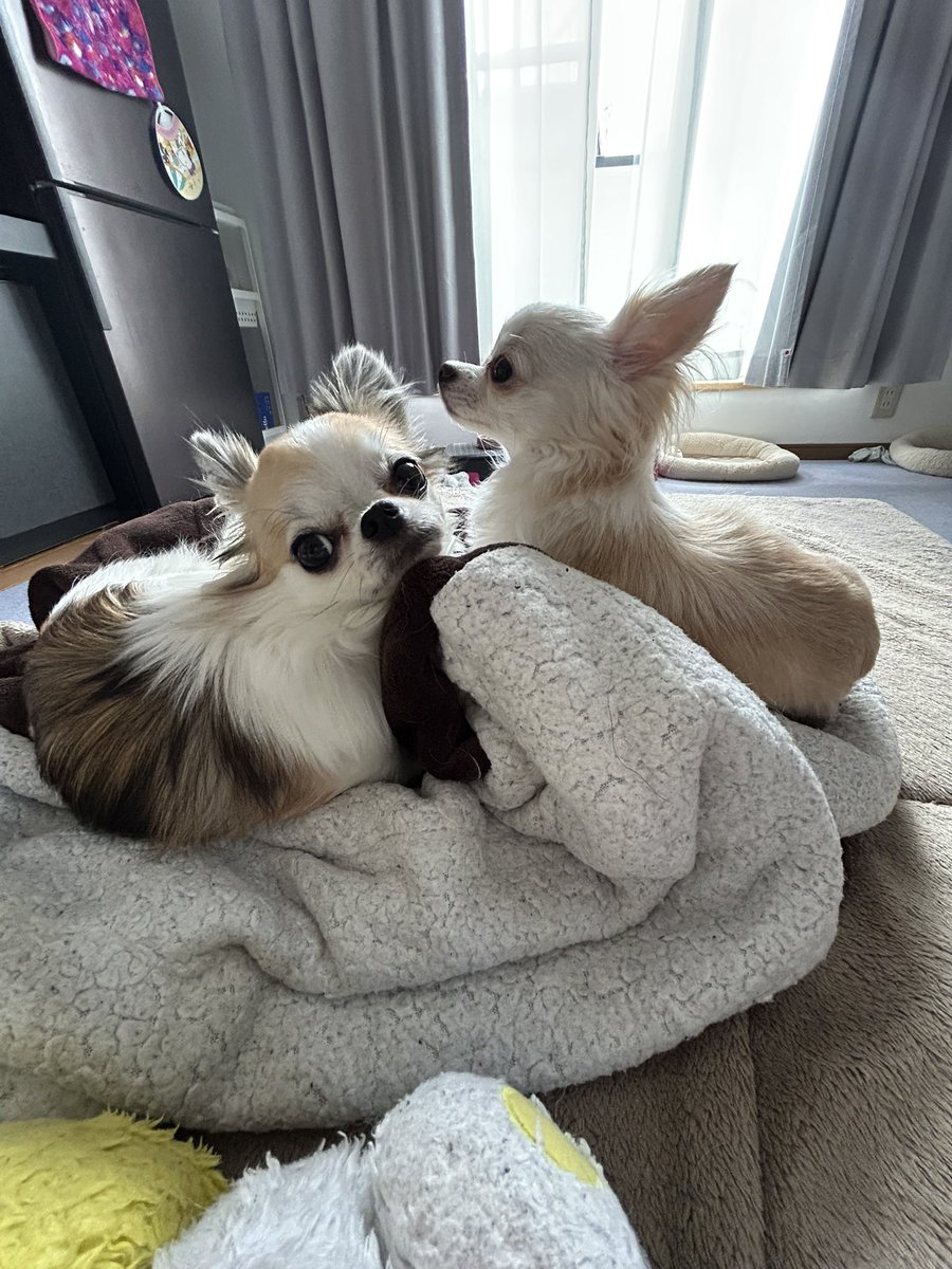 H_877_'s tweet photo. 性格は全然違うけど仲良し🐶🐶🍌 https://t.co/ht9PLcMPKV