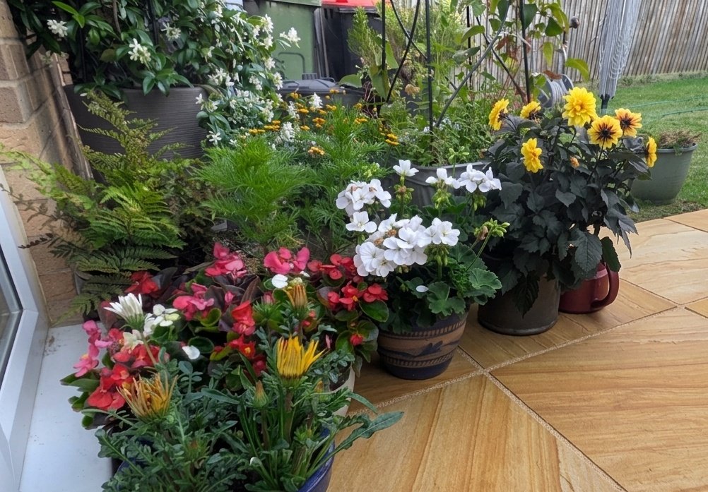 clothesfreeuk's tweet photo. I can't do herbaceous borders at the moment but I have this pot border ๐๐โฅ๏ธ
#herbaceousborder #potboarder https://t.co/hWRf7LVVRo