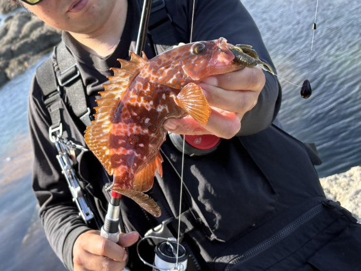 hatagonia1985's tweet photo. 6年振りのキジハタでした！サイズは出ないけど魚種たくさんで楽しかった男鹿。
チビロップはロックフィッシュにも抜群◯
#kaesu #カエス #lophog #ロップホッグ https://t.co/M0mec6H4n8