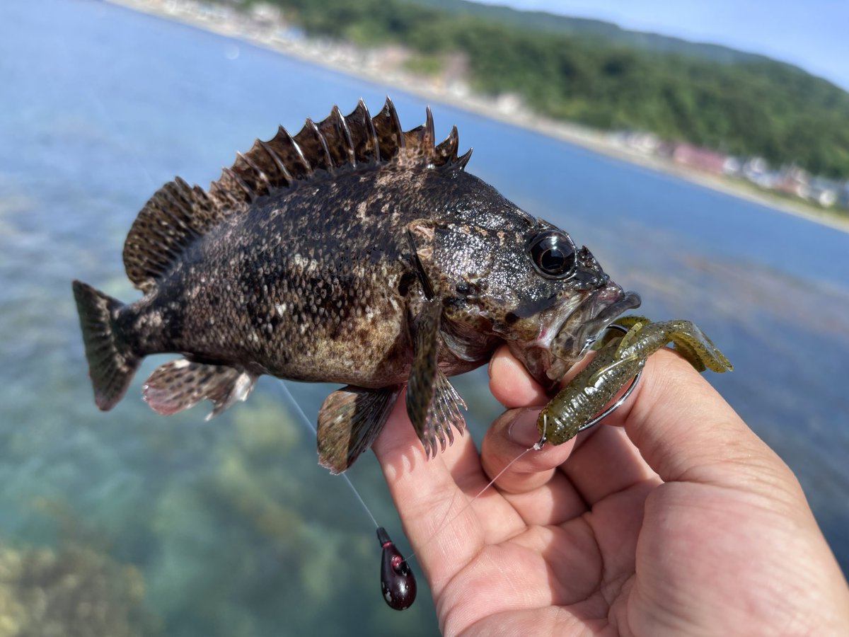 hatagonia1985's tweet photo. 6年振りのキジハタでした！サイズは出ないけど魚種たくさんで楽しかった男鹿。
チビロップはロックフィッシュにも抜群◯
#kaesu #カエス #lophog #ロップホッグ https://t.co/M0mec6H4n8