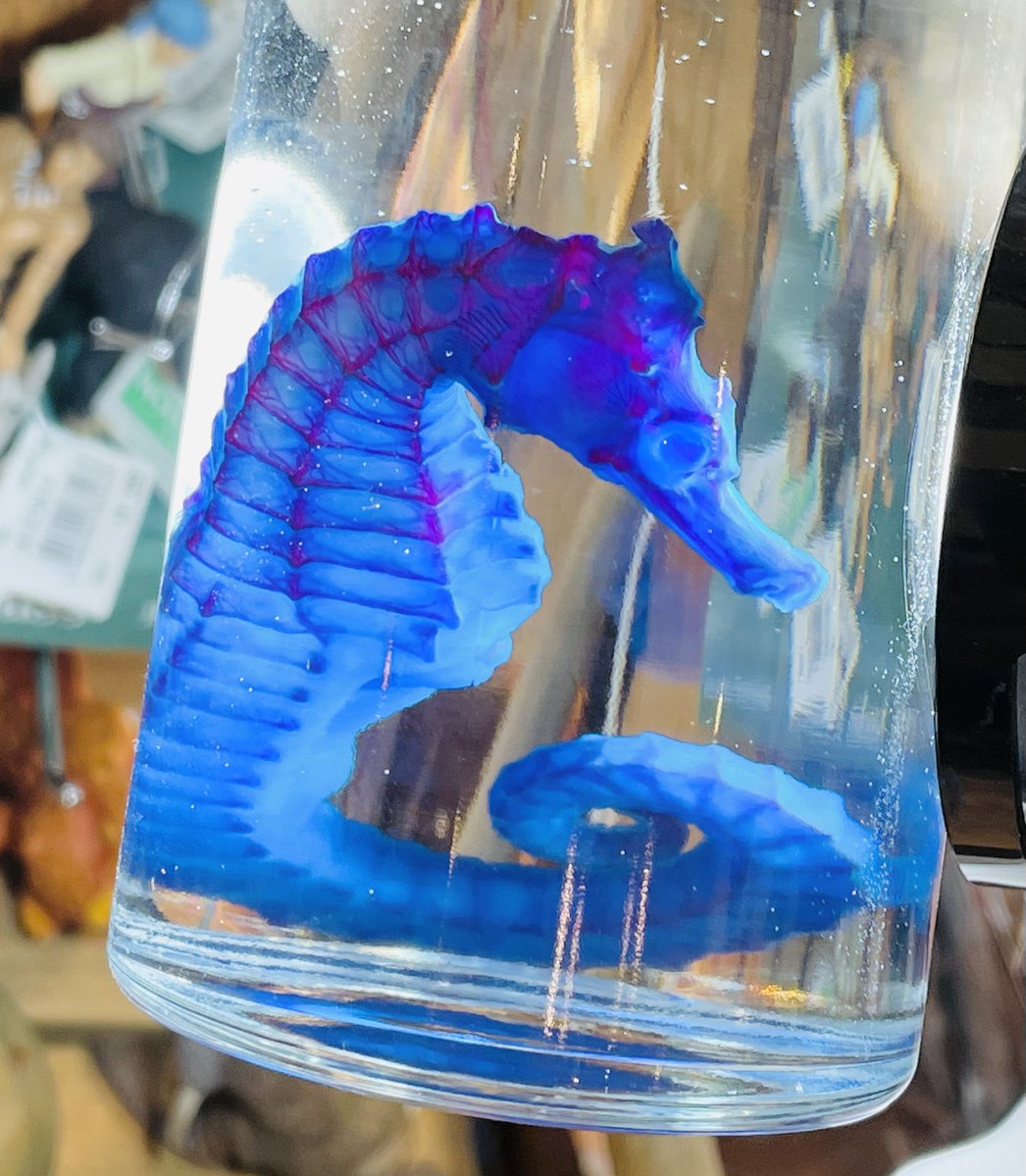 タツノオトシゴ 特大サイズ 魚 標本 ビッグなタツノオトシゴ💜 スタディールーム仙台には 透明標本が