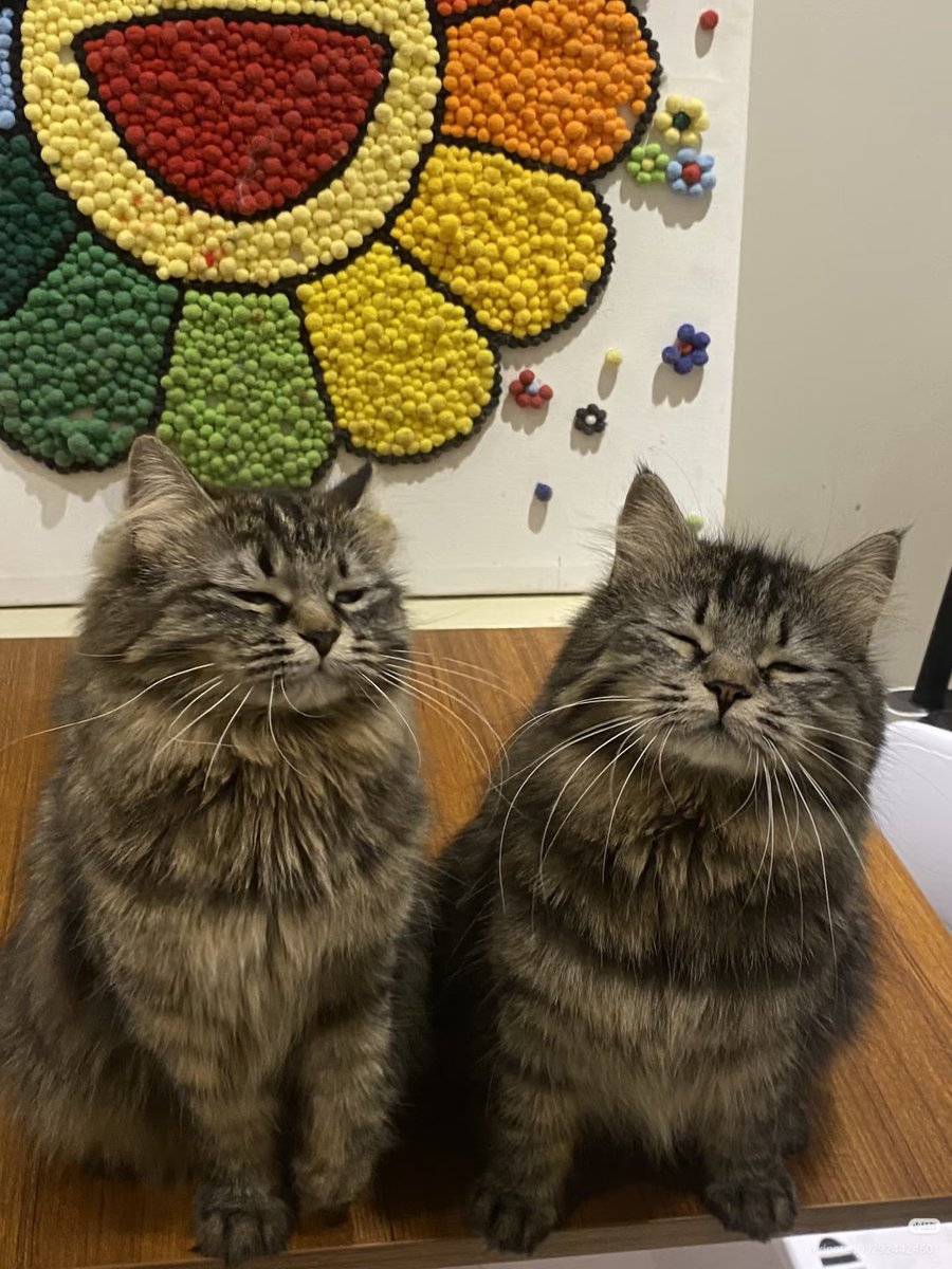 nocontextscats's tweet photo. sleepy twin https://t.co/D7CP5KA8kf