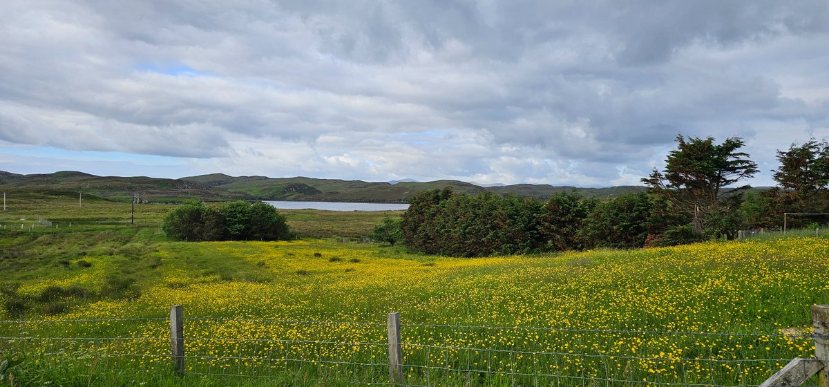 nicillemhoire's tweet photo. A river of buttercups on our walk today.
#Leurbost #NorthLochs #IsleofLewis #WesternIsles #OuterHebrides #Buttercups https://t.co/y7xQdKnrol