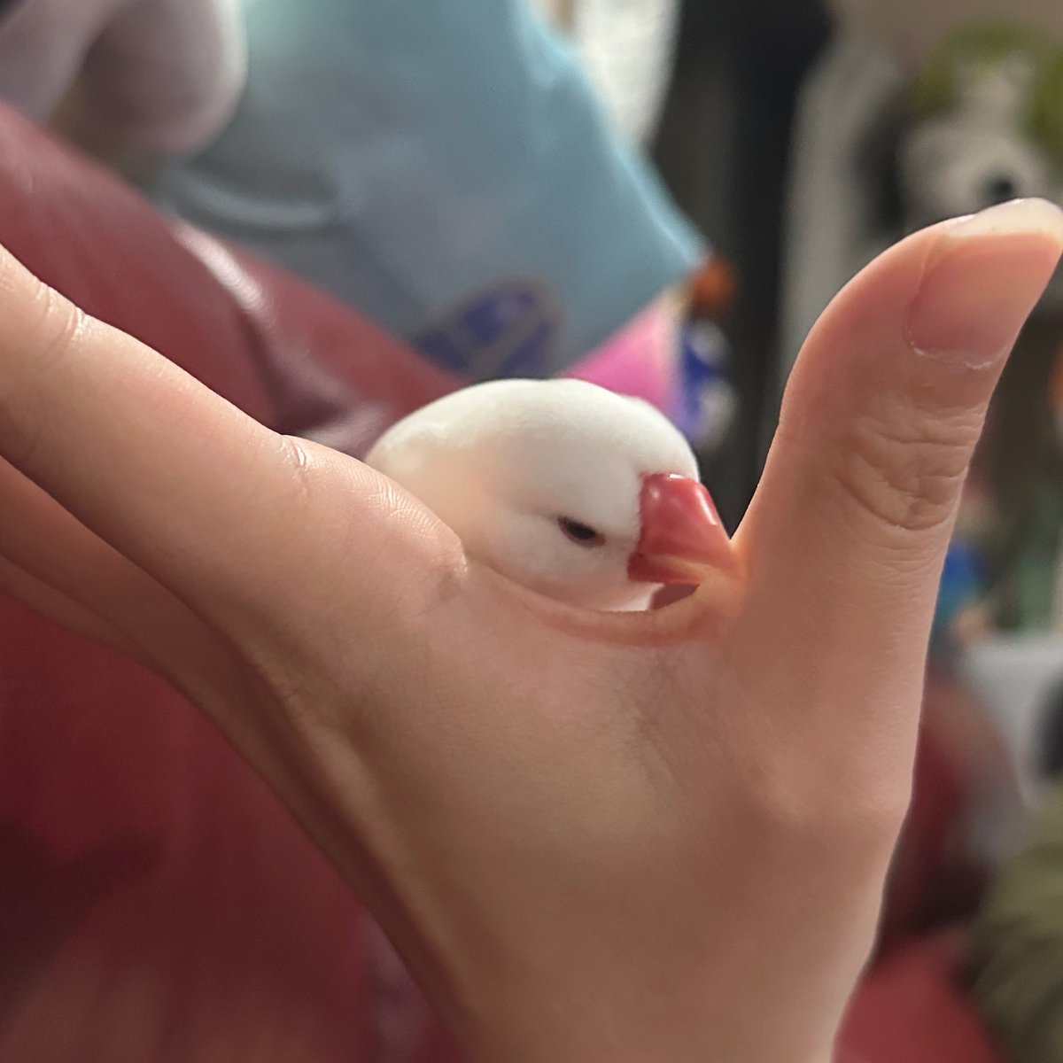 pisuke_1113's tweet photo. 休日の暇は飼い主の手を噛んでつぶします🐥 https://t.co/gdOZirix3X