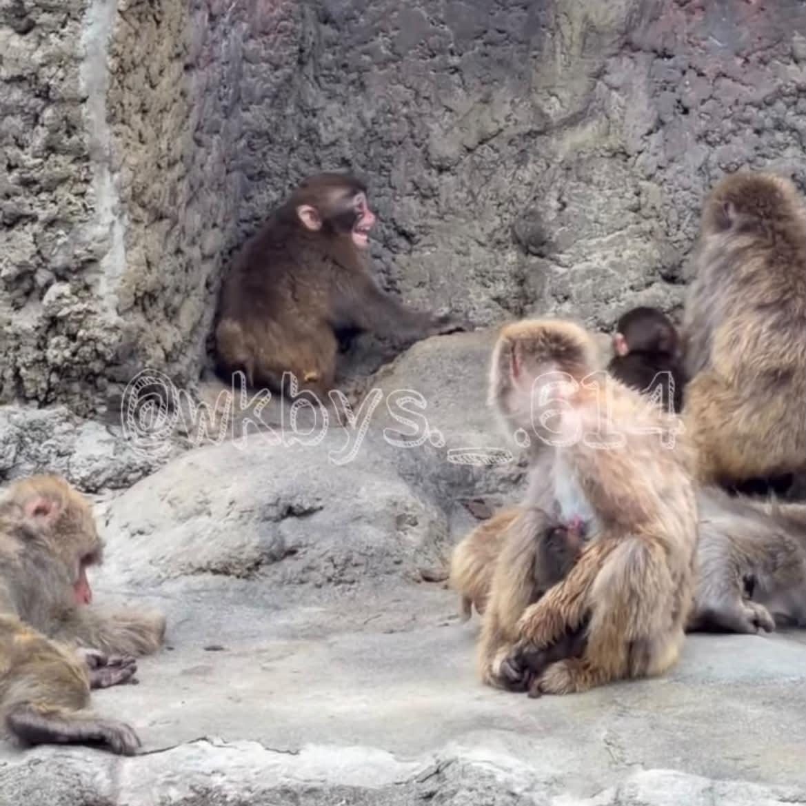 mente_liberaa's tweet photo. @ichikawa_zoo È che di queste liti il più delle volte né fa' le spese Punch, che viene aggredito senza motivo. 
Non è giusto debba subìre ogni giorno, anche solo per giocare con i baby macachi, che lo cercano per stare con lui.
Alcune madri dovrebbero darsi una calmata, anche lui è baby https://t.co/2roh6pxuIt
