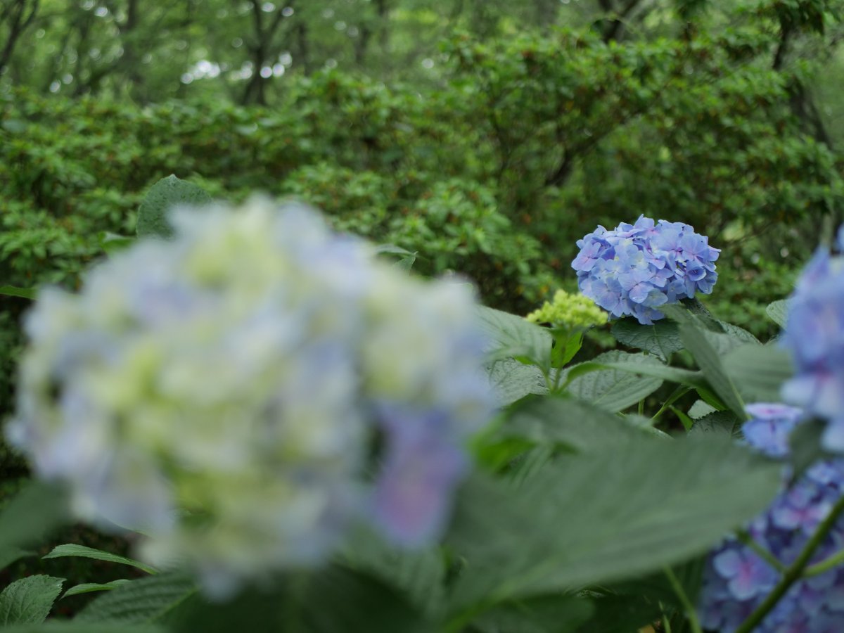 kumachon_mh3's tweet photo. 朝、雨上がり紫陽花を撮りたくて城山公園へ
花撮るの難しい
#鹿嶋市
#lumix
#g9pro https://t.co/xqNB4KJW8N