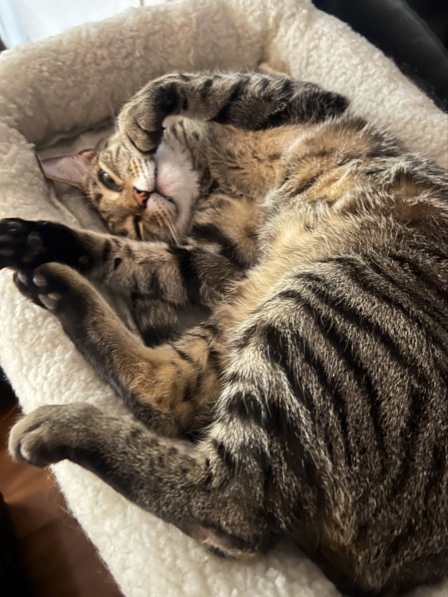 weskrantz's tweet photo. look at this feral beast https://t.co/TiuoKDVMCF